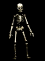 [Image: Skeleton2.gif]